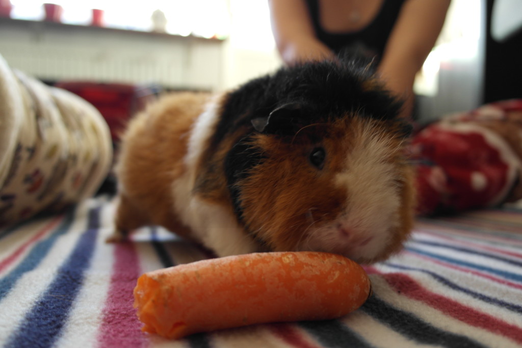 Carrot in peril